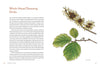 Mountaineers Books - Knowing the Trees: Discover the Forest from Seed to Snag