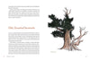 Mountaineers Books - Knowing the Trees: Discover the Forest from Seed to Snag