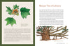 Mountaineers Books - Knowing the Trees: Discover the Forest from Seed to Snag