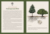 Mountaineers Books - Knowing the Trees: Discover the Forest from Seed to Snag